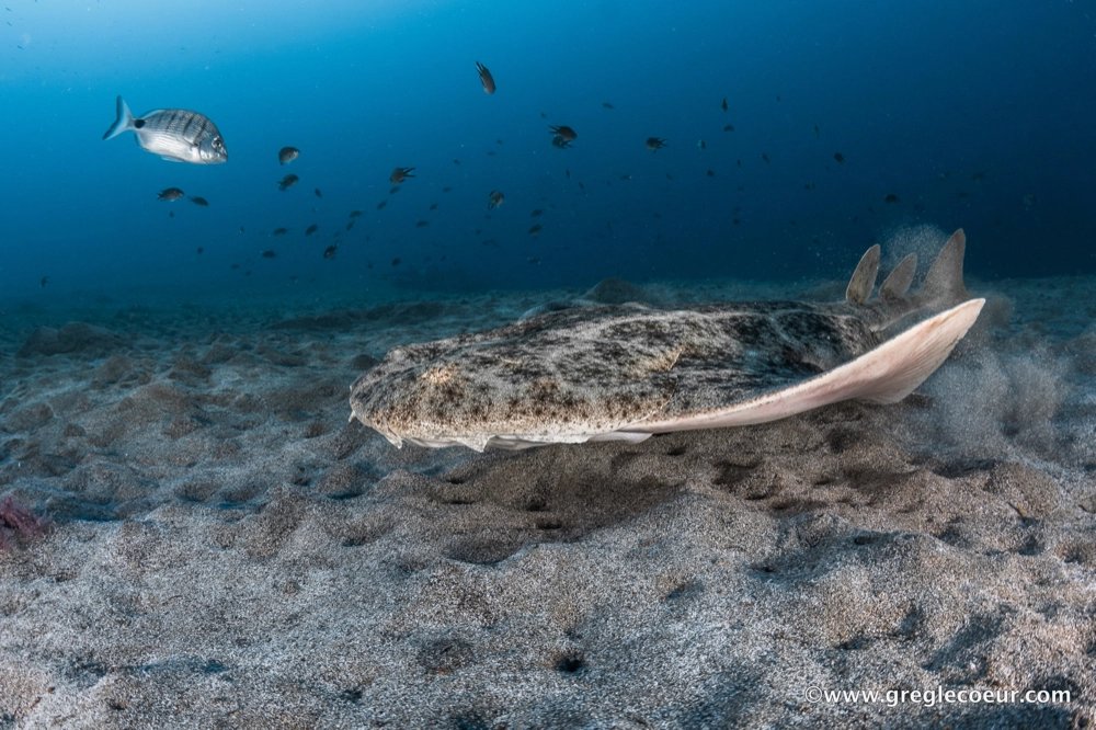 Plongée sous-marine Lanzarote
